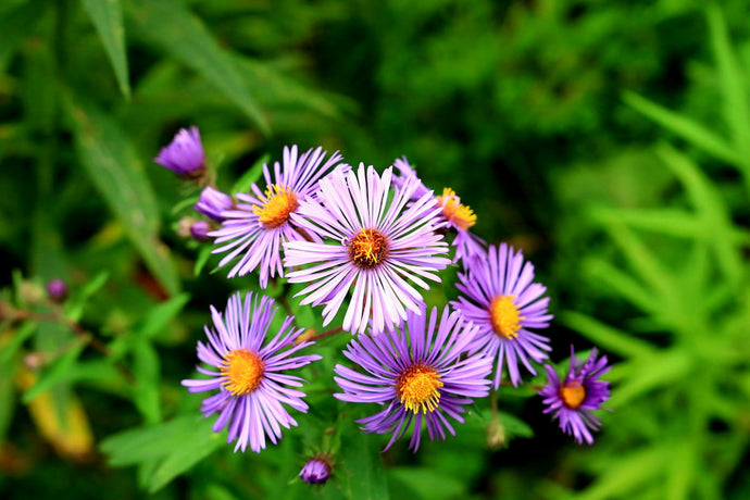 Unveiling the Beauty of Aster: A Gardener's Guide to Growing Colorful Blooms