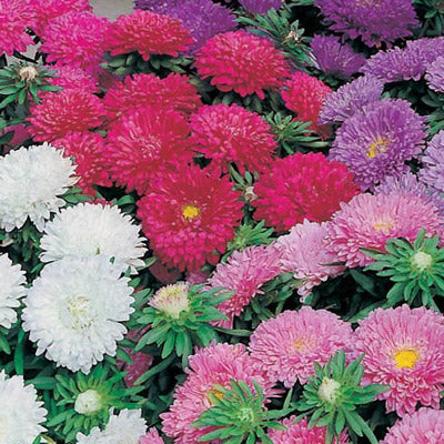 aster pot and patio mix ASTER, Powder Puff Mix