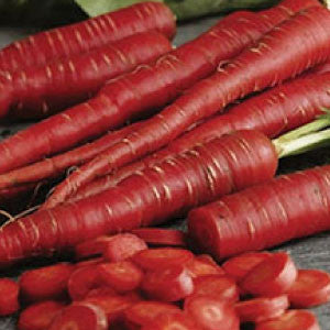 CARROT, Atomic Red - 99¢ Cent Heirloom Seeds: Heirloom	
