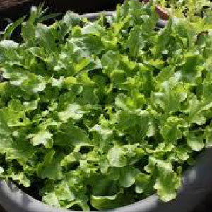 LETTUCE, Salad Bowl - 99¢ Cent Heirloom Seeds: Heirloom,Bulk	