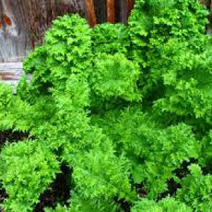 MUSTARD, Southern Giant Curled - 99¢ Cent Heirloom Seeds: Heirloom,Bulk	