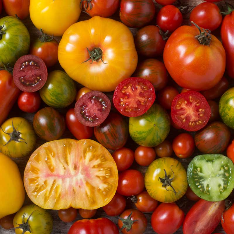 heirloom tomato plant seeds TOMATO, Heirloom Blend