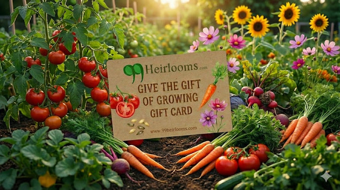 Better Than a Candle: Why Heirloom Seeds Are the Ultimate Sustainable Stocking Stuffer