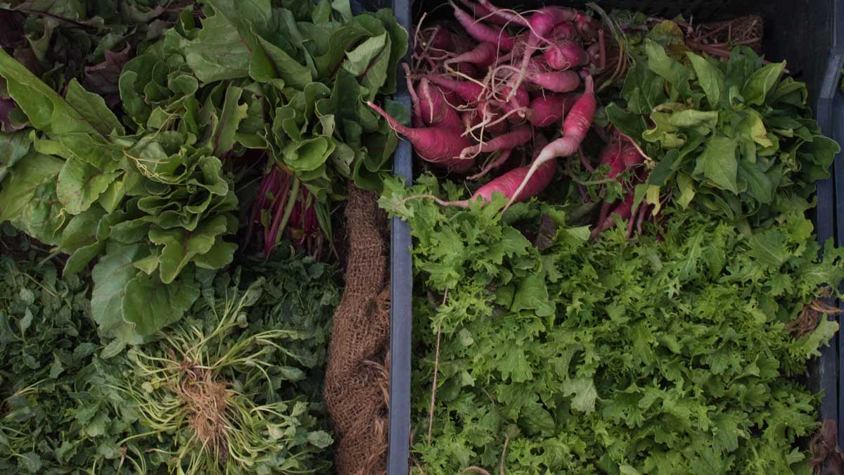 Essential Tips for a Productive Year-Round Garden