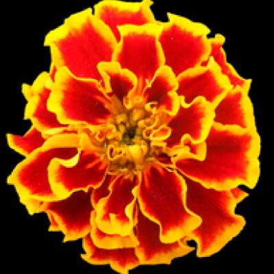 Flower Seeds