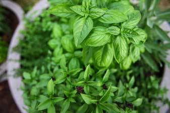 Herb Seeds