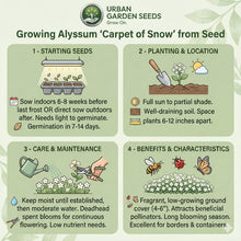 Load image into Gallery viewer, ALYSSUM Seeds, Carpet of Snow