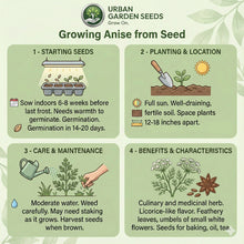 Load image into Gallery viewer, ANISE Seeds