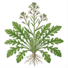 Load image into Gallery viewer, ARUGULA Seeds, Rocket