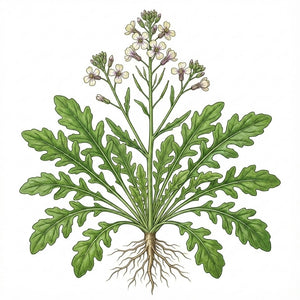 ARUGULA Seeds, Rocket