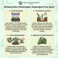 Load image into Gallery viewer, ASPARAGUS Seeds, Mary Washington