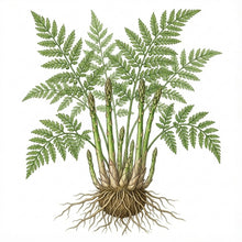 Load image into Gallery viewer, ASPARAGUS Seeds, Mary Washington