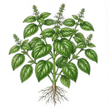 Load image into Gallery viewer, BASIL Seeds, Large Leaf Italian