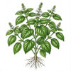BASIL Seeds, Large Leaf Italian