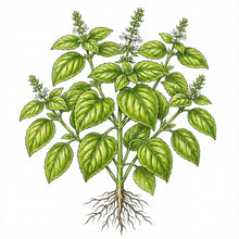 Load image into Gallery viewer, BASIL Seeds, Lemon