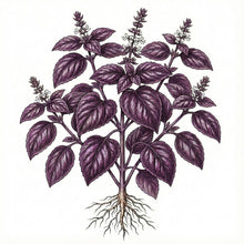 Load image into Gallery viewer, BASIL Seeds, Purple Ruffles