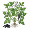 BEAN Seeds, Black Midnight Bush