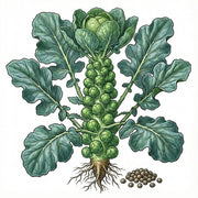 BRUSSEL SPROUT Seeds, Long Island$ 1.99