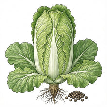 Load image into Gallery viewer, CABBAGE Seeds, Chinese Michihili