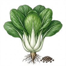 Load image into Gallery viewer, CABBAGE Seeds, Pak Choi