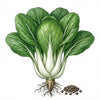 CABBAGE Seeds, Pak Choi