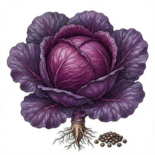 Load image into Gallery viewer, CABBAGE Seeds, Red Acre
