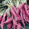 CARROT Seeds, Pulsar Pink