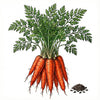 CARROT Seeds, Tendersweet