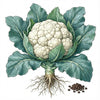 CAULIFLOWER Seeds, Snowball