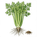CELERY Seeds, Tall Utah
