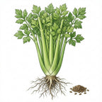CELERY Seeds, Tall Utah