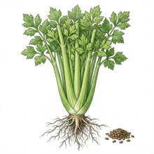 Load image into Gallery viewer, CELERY Seeds, Tall Utah