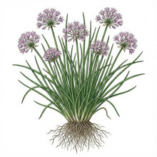 Load image into Gallery viewer, CHIVE Seeds, Allium Schoeno