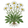CHRYSANTHEMUM Seeds, Shasta Daisy