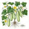 CUCUMBER Seeds, National Pickling