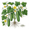 CUCUMBER Seeds, Straight Eight