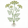 DILL Seeds, Bouquet