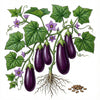 EGGPLANT Seeds, Black Beauty