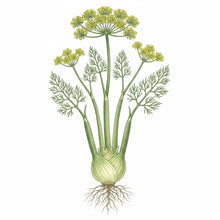Load image into Gallery viewer, FENNEL Seeds, Sweet