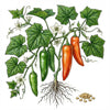 HOT PEPPER Seeds, Anaheim Chili