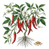 HOT PEPPER Seeds, Cayenne