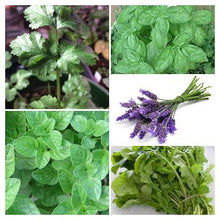 Load image into Gallery viewer, Herb Kit