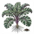 KALE Seeds, Red Russian