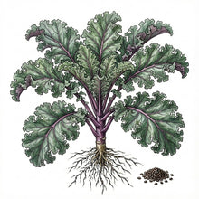 Load image into Gallery viewer, KALE Seeds, Red Russian