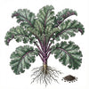 KALE Seeds, Red Russian