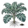 KALE Seeds, Vates Blue Curled