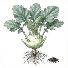 Load image into Gallery viewer, KOHLRABI Seeds, Early White Vienna