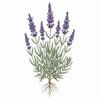 LAVENDER Seeds, Vera