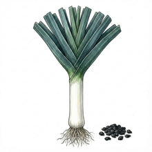 Load image into Gallery viewer, LEEK Seeds, American Flag