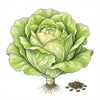 LETTUCE Seeds, Bibb